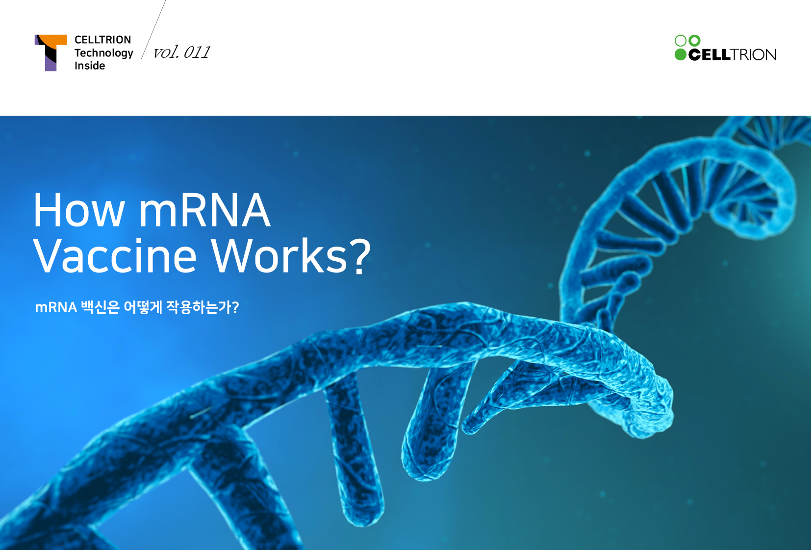 mRNA 백신은 어떻게 작용하는가?